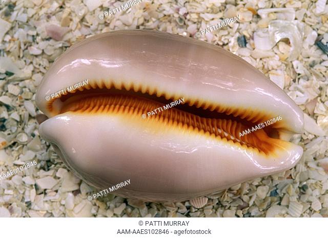 Golden Cowrie Shell (Cypraea aurantium), native to SW Pacific, rare