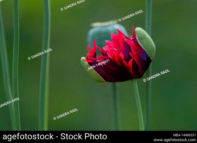 red flower of ornamental poppy (Papaver), Germany