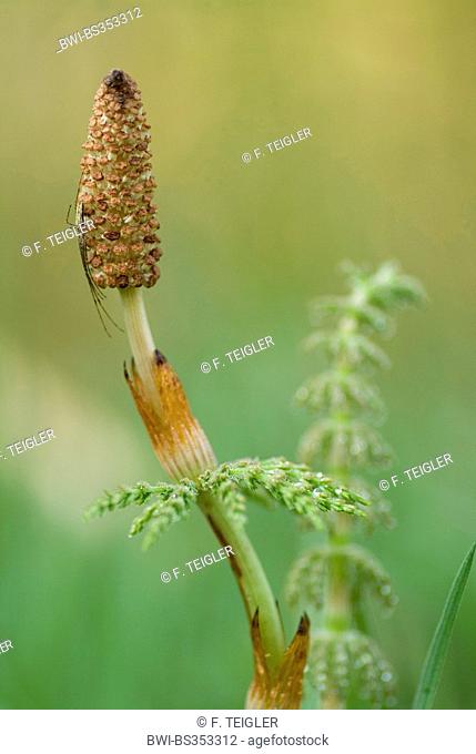 sylvan horsetail, wood horsetail, woodland horsetail (Equisetum sylvaticum), with cone, Germany