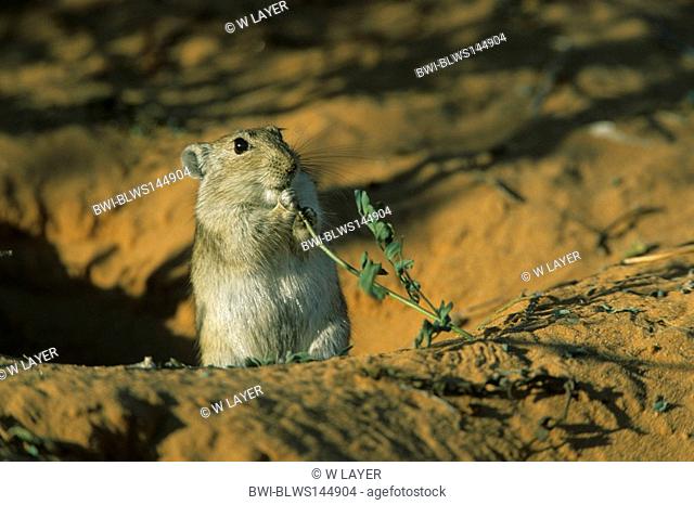 Brant's whistling rat Parotomys brantsii, feeding, South Africa, Kalahari