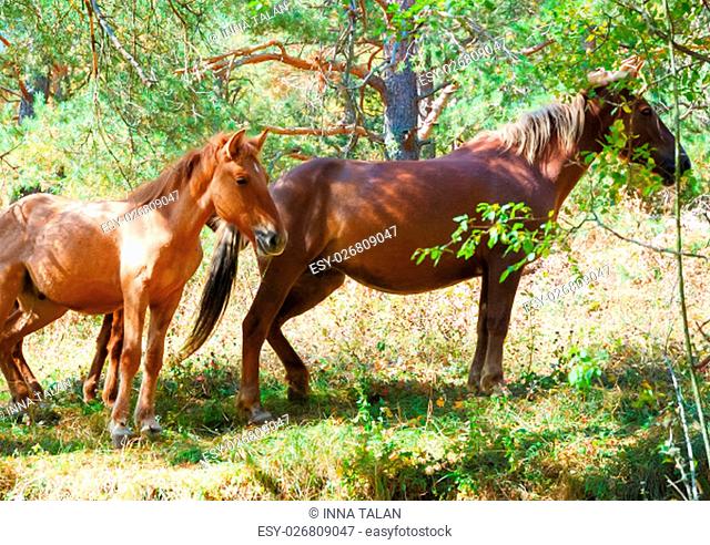 Wild horses in meadow. Mountains in Crimea at the sunny summer day
