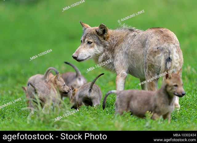 Wolf, Canis lupus, adult with cubs