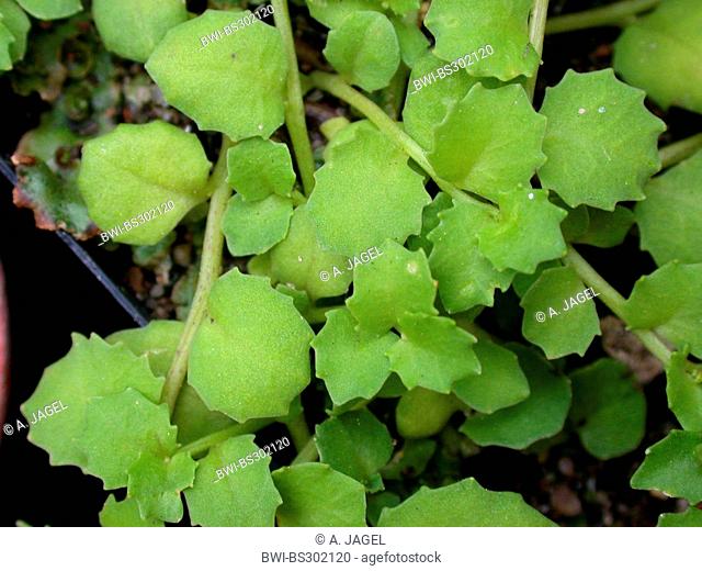 Pratia nummularia (Pratia nummularia), leaves