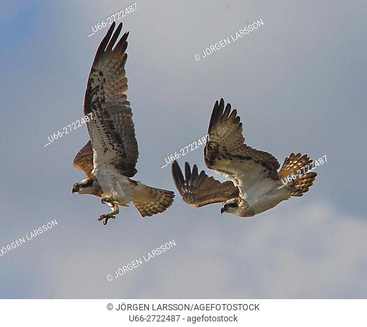Sweden, Sodermanland, Anhammar, Ospreys (Pandion haliaetus) flying