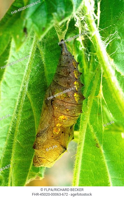 Red Admiral Vanessa atlanta pupa hung in 'tent' made by caterpiller in Stinging Nettle leaves, larval foodplant, Powys, Wales