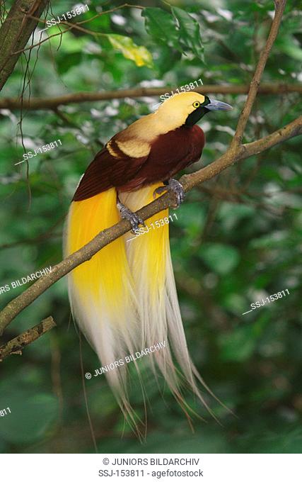 Lesser Bird of Paradise - sitting on branch / Paradisaea minor