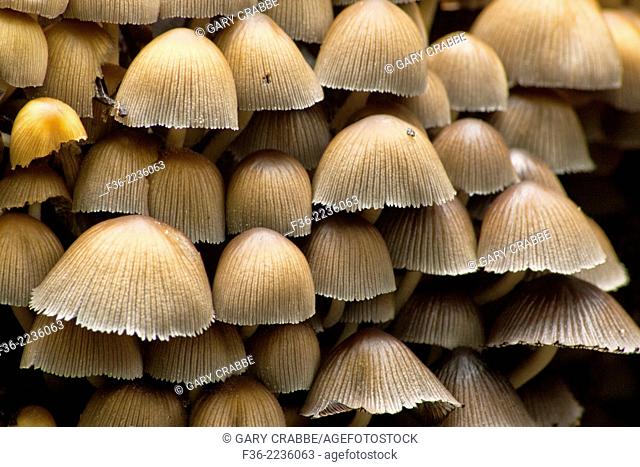 Group of small mushrooms growing in forest, Redwood Regional Park, East Bay Hills, California