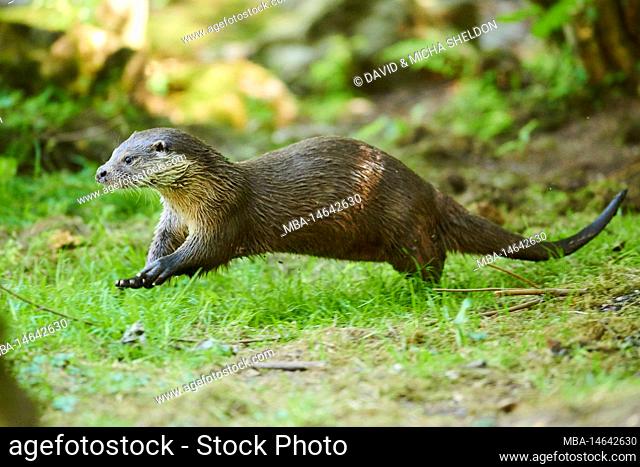 Eurasian otter, Lutra lutra, bank, run, Bavaria, Germany, Europe