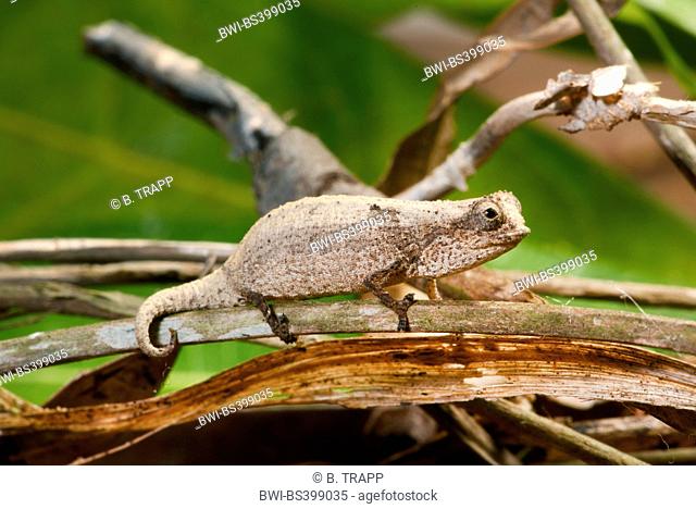 Minute leaf chameleon, Dwarf chameleon (Brookesia minima), on a twig, Madagascar, Nosy Be, Lokobe Reserva