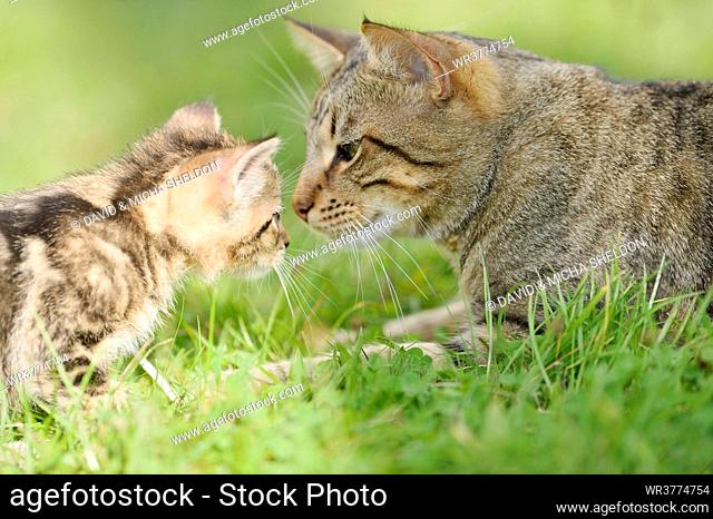 Domestic cat mother with her kitten on a meadow