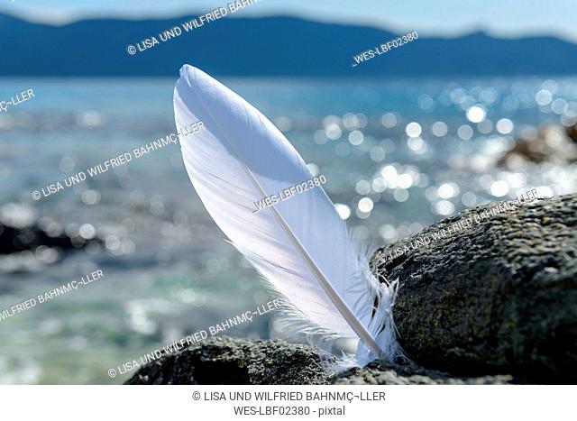 France, Corsica, Bonifacio, white feather at rock