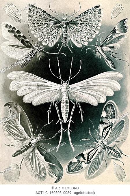 Illustration shows moths. Tineida. - Motten, 1 print : photomechanical ; sheet 36 x 26 cm., 1904. Ernst Haeckel 1834 – 1919 German biologist, naturalist