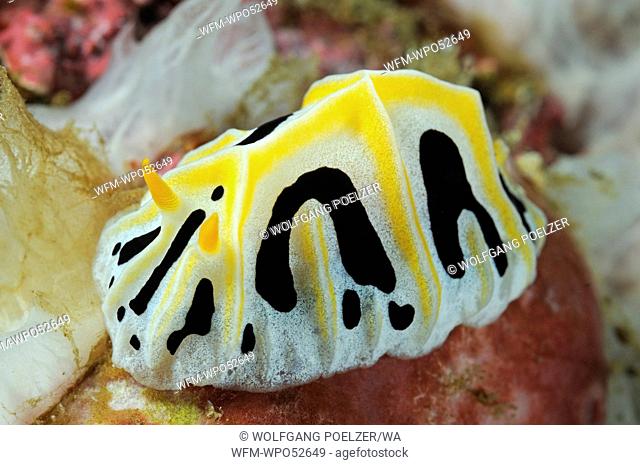 Warty Nudibranch, Reticulidia fungia, Pemuteran, Bali, Indonesia