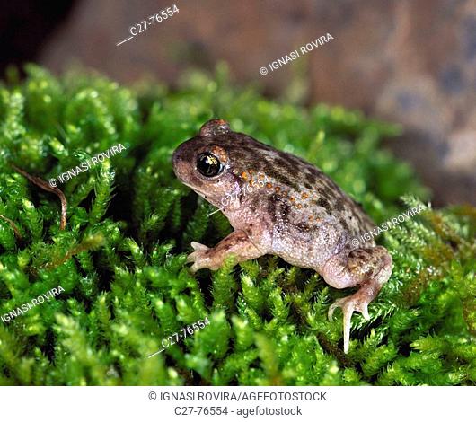 Ibearian Midwife Toad (Alytes cisternasii)