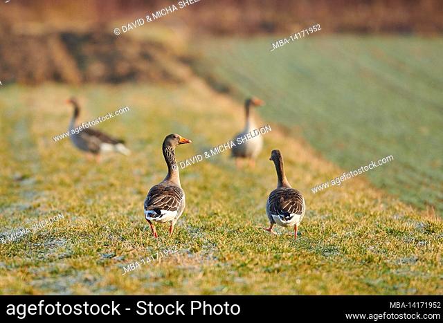 greylag geese (anser anser) standing in a field, bavaria, germany