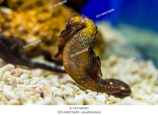 spotted seahorses couple together, tropical fishes from the Atlantic ocean, Vulnerable animal specie