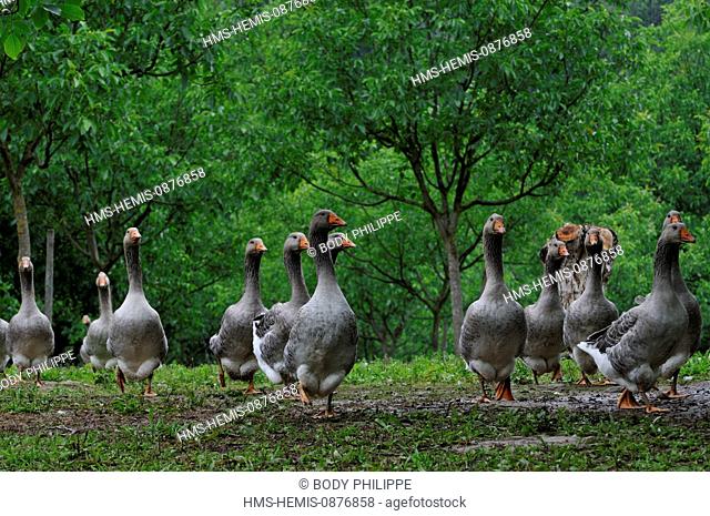 France, Dordogne, flock of geese in the lashes of Montfort