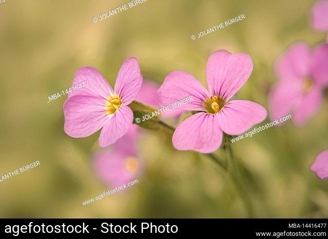 Spring flowers, moss phlox, pink flower, close-up