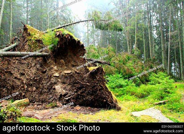 roots of a tree fallen during a storm. Pine fell under the onslaught of the wind. Natural disaster in the forest. Hurricane wind piled up a large pine in the...