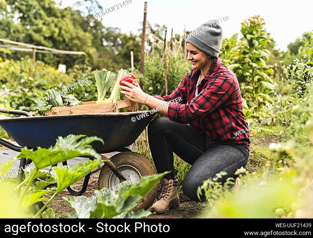 Young woman collecting vegetables in wheelbarrow while working in community garden