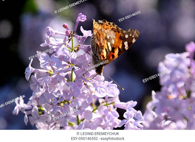 Butterfly Vanessa cardui on lilac flowers. Pollination blooming lilacs. Vanessa cardui