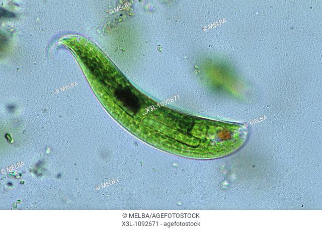 Euglena sp Seaweed Algae Flagellate Sarcomastigophora Protozoan Optic microscopy
