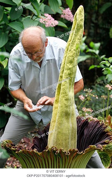 A titan arum (Amorphophallus titanum) came to bloom in Botanic garden in Liberec, Czech Republic July 8, 2017. There are only few blooming plants of this...