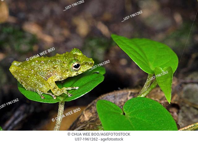 Frog. Image taken at Kampung Skudup, Sarawak, Malaysia
