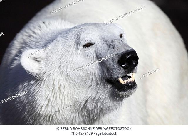 portrait of a Polar Bear, Ursus maritimus, Ranua Zoo, Finland