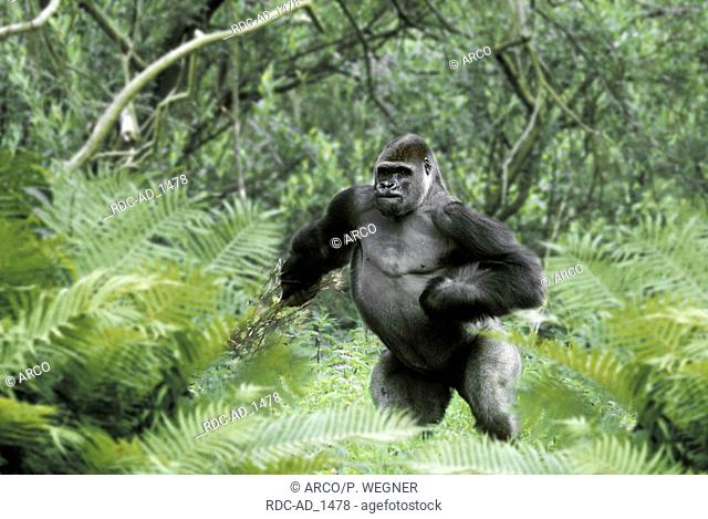 Western Gorilla silverback Gorilla gorilla gorilla