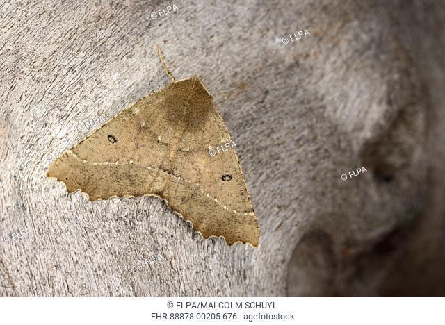 Scalloped Hazel Moth (Odontopera bidentata) adult at rest on tree trunk, Monmouth, Wales, May