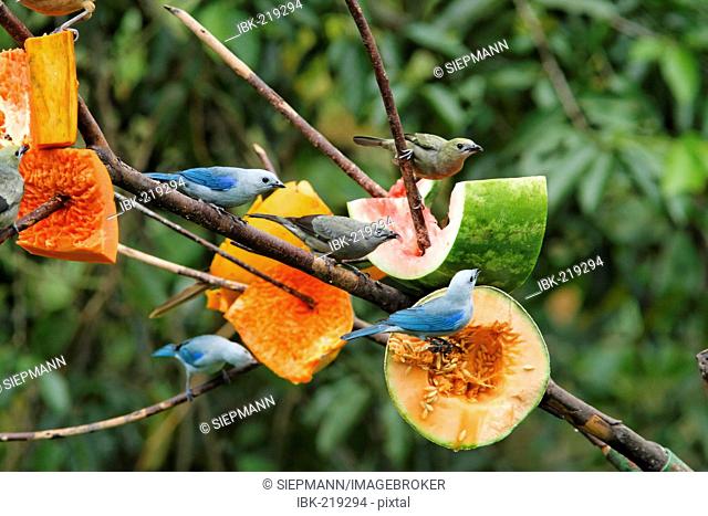 Blue: Blue-grey Tanager (Thraupis episcopus) on fruits, Costa Rica