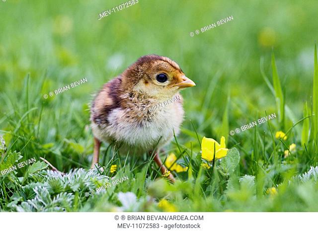 Golden Pheasant chick in meadow controlled conditions 17025