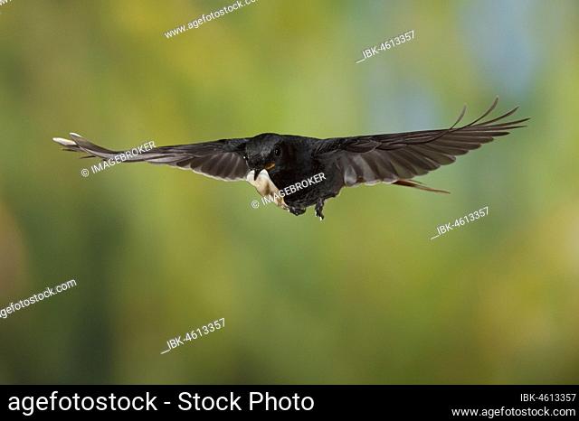 Black Redstart (Phoenicurus ochruros) male in flight with droppings from nest, Thuringia, Germany, Europe