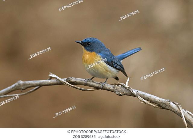 Tickells blue flycatcher, Cyornis tickelliae, Pune, Maharashtra, India