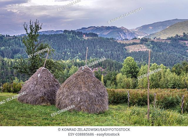 Haystacks on a meadow next to raspberry plantation in Arilje municipality of Zlatibor mountainous region in western part of Serbia