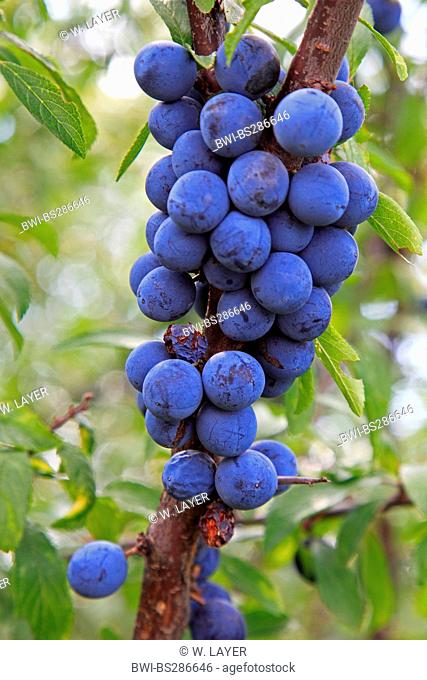 blackthorn, sloe (Prunus spinosa), fruits on a branch, Germany