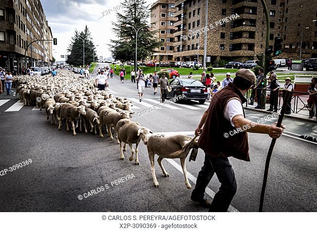 Large flock of sheep transits through the streets of the city of Soria during the transhumance routes that takes place in late spring in Spain