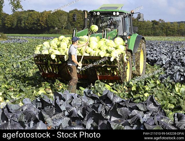PRODUCTION - 07 October 2021, North Rhine-Westphalia, Kleinenbroich: An employee of farmer Karl Fliegen harvests cabbages in the fields and brings them to the...