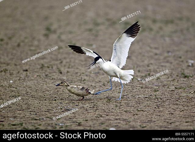 Eurasian Avocet (Recurvirostra avocetta) adult, chasing Mallard Duck (Anas platyrhynchos) duckling, Minsmere RSPB Reserve, Suffolk, England, United Kingdom