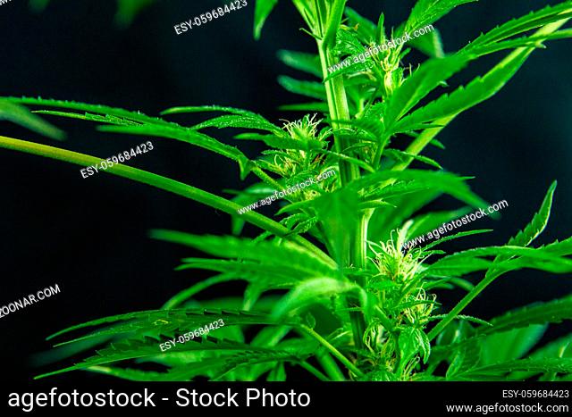 Selective focus closeup of the midsection of a female cannabis plant with three flowers, pistils sprouting from the buds over out of focus dark background