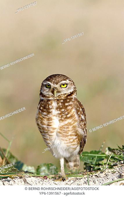 Burrowing Ow, Athene cunicularia, standing on ground, Ilha do Mel, Brazil