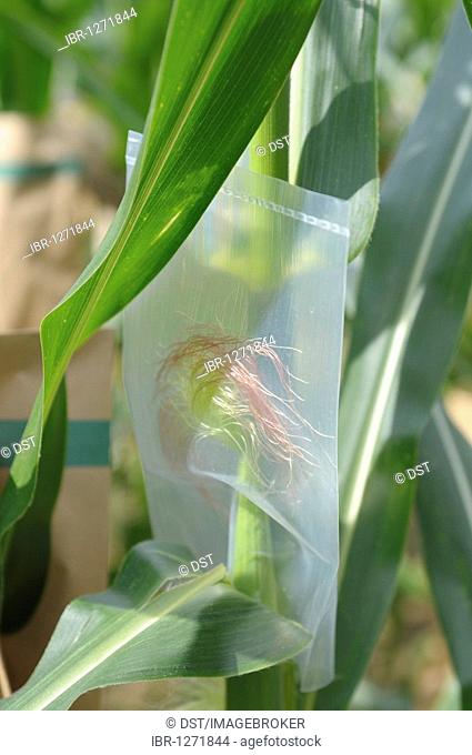 Hybrid breeding, experimental corn field at the University of Hohenheim, Baden-Wuerttemberg, Germany, Europe