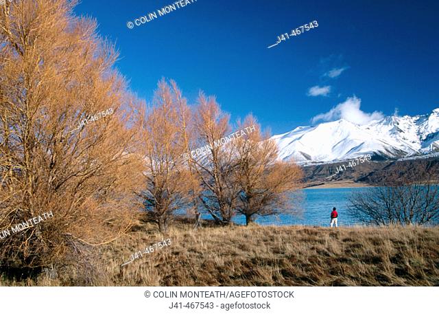 Lake Pukaki and Ben Oahu range. Tourists enjoy larch trees in autumn colours near Mount Cook station. New Zealand