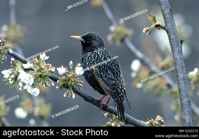 Common starling (Sturnus vulgaris), North Rhine-Westphalia, Page, Germany, Europe