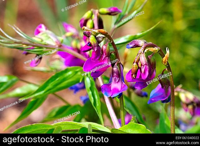 Frühlings-Platterbse im Frühling - spring pea or Lathyrus vernus is blooming in garden