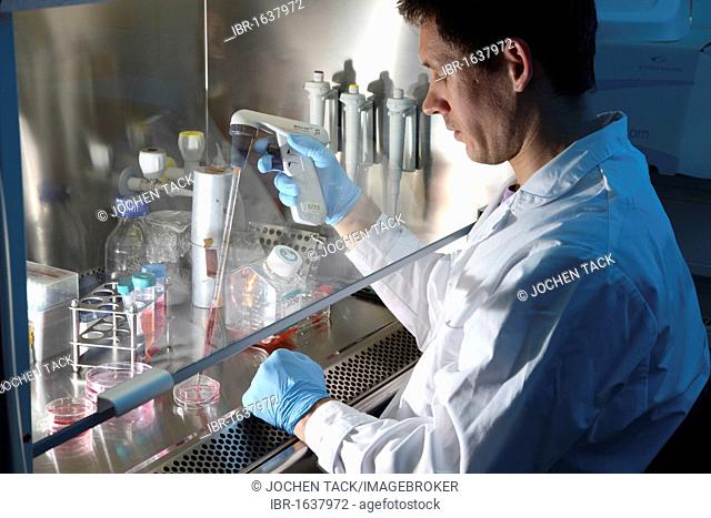 Biotechnology laboratory, laminar flow, a scientist is pipetting a cell culture medium into a petri dish, Centre for Medical Biotechnology of the University...