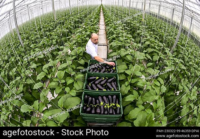 22 March 2023, Brandenburg, Fretzdorf: In the greenhouses of Werder Frucht GmbH in North Brandenburg near Wittstock/Dosse, Jurek harvests the first eggplants