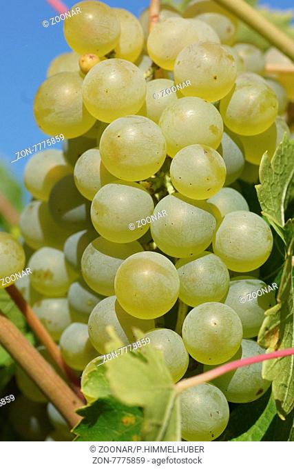 Vitis vinifera, Weinrebe, Grape vine