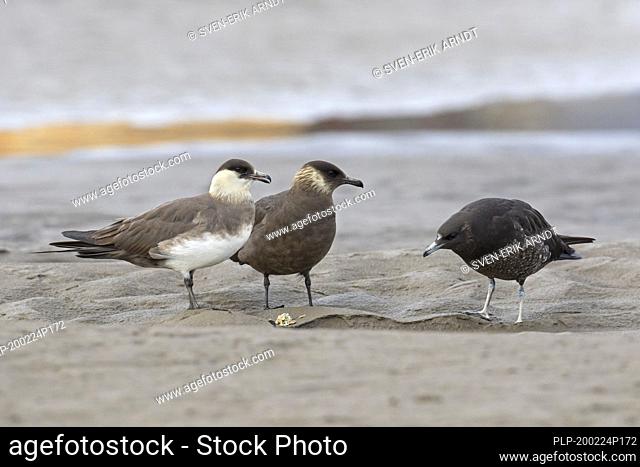 Arctic skua / parasitic skua / parasitic jaeger (Stercorarius parasiticus) adult with two juveniles on the beach in late summer